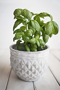 basil plant