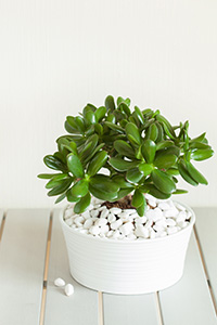 jade plant