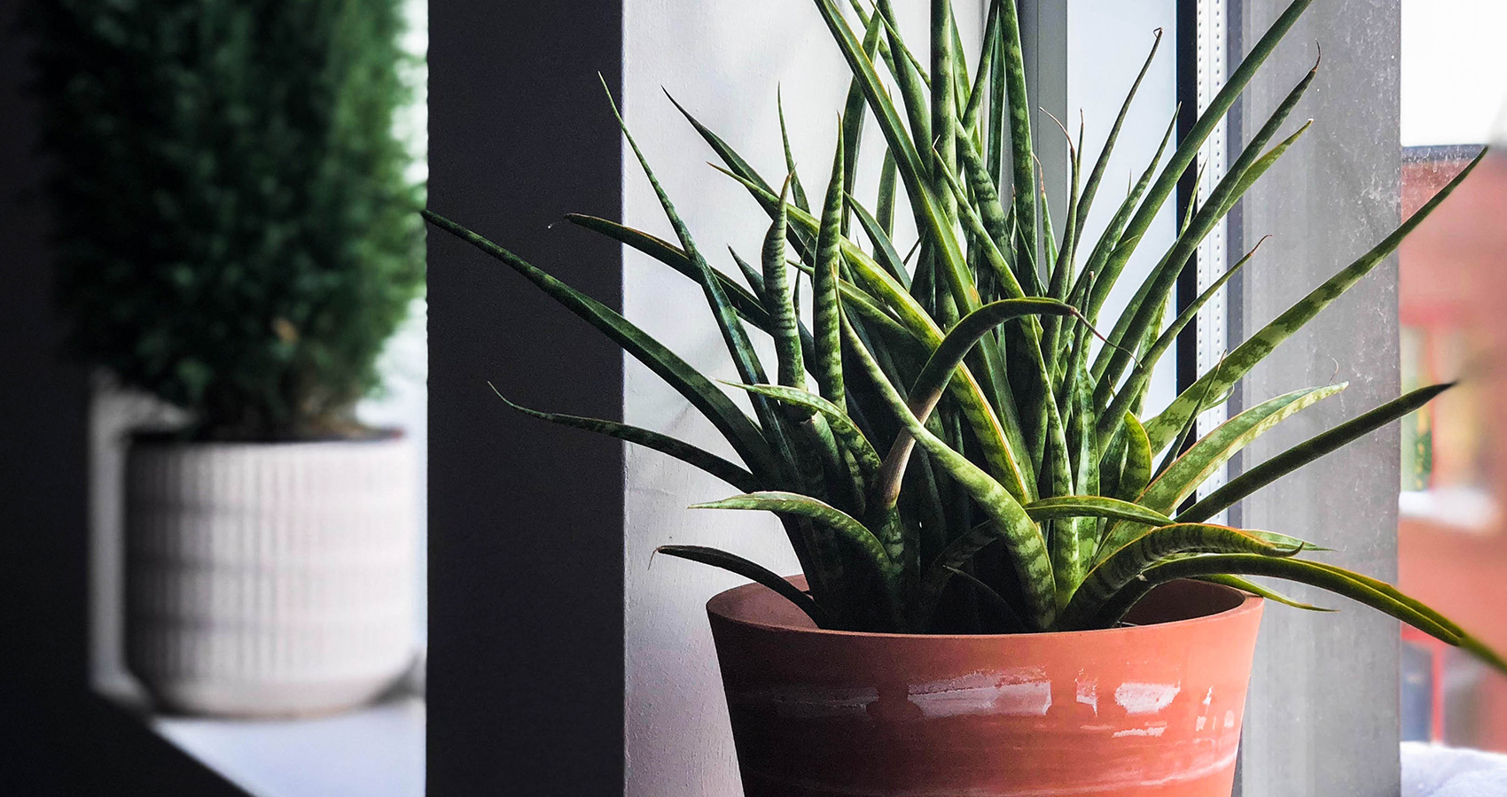 5 Plants You Can Grown On Your Windowsill