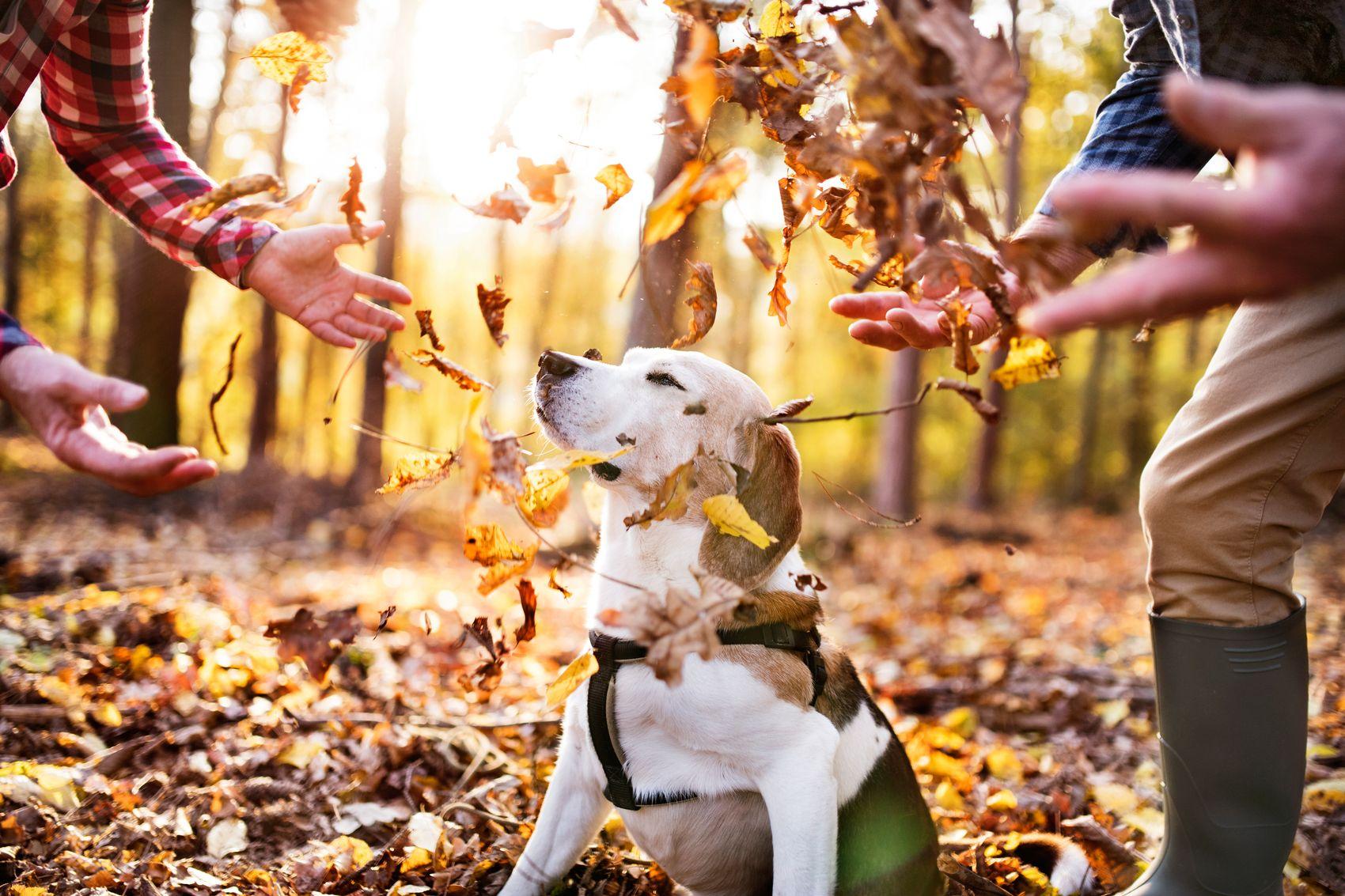 Take Advantage of the Cool Weather With These Fun Outdoor Fall Activities